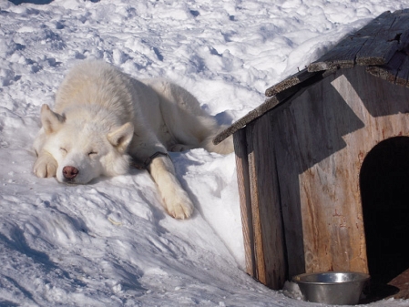 husky und hundehütte